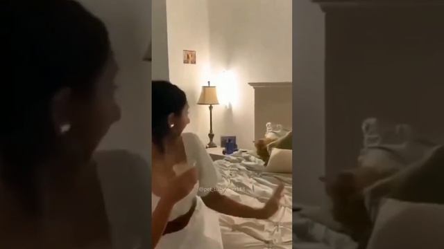 Смешные животные #122 #shorts