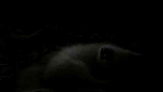 Кот глухой
