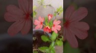 Crossandra flowers Up-close | Bala's musings.