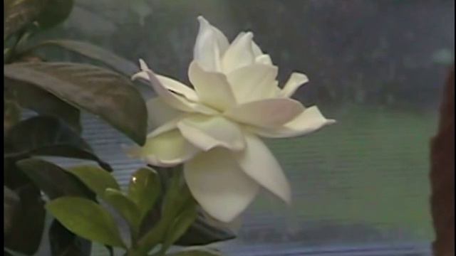 Kathy's garden 2010-indoor gardenia plant.VRO
