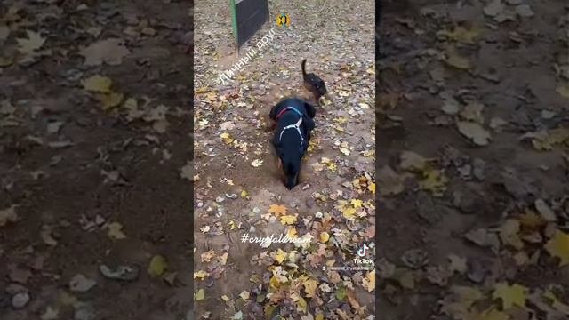 Ещё один аргумент при выборе породы пти брабансон.😉😂Всегда найдет общий язык 👅