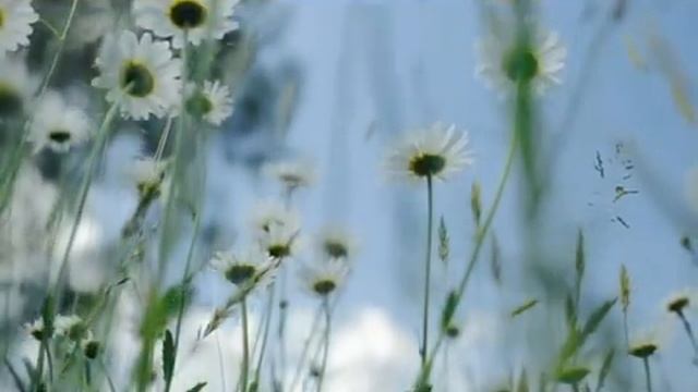 С Днём Рождения! (1).mp4