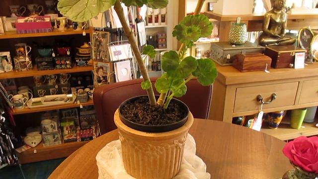 Pelargonium plant ตนพราโกเนยม