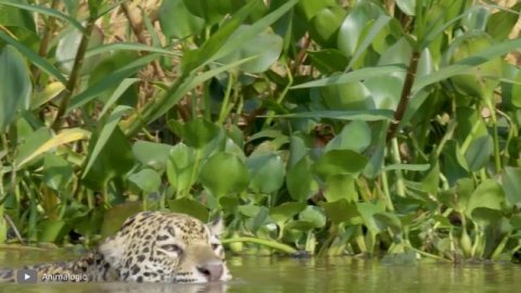 Питон Напал на Льва! Вот что Было Дальше