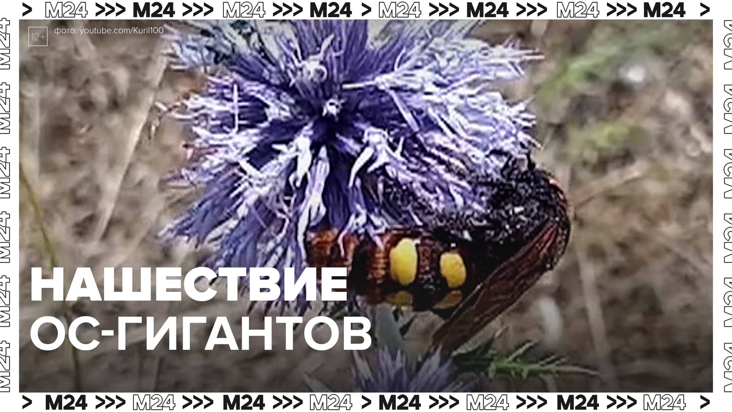 Нашествие ос-гигантов отметили жители Подмосковья — Москва24|Контент
