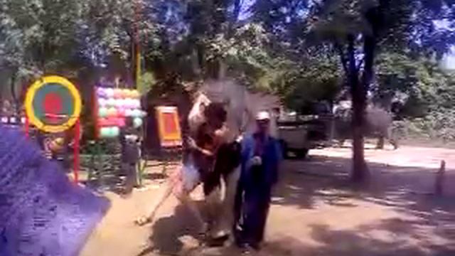 Слон поднял Лену