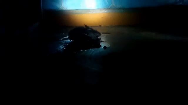 Мышь попала в клей