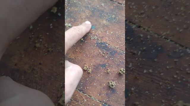 ЕСТЬ ЛИ КЛЕЩ В СИЛЬНЫХ ПЧЕЛИНЫХ СЕМЬЯХ лечение пчёл от клеща обработка КЕНАЗОМ каков результат ☝️??