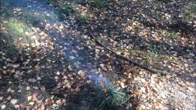 ЖАРИМ ГРИБЫ В ЛЕСУ НА КОСТРЕ ПОХОД В ЛЕС ЖИВИЦА
