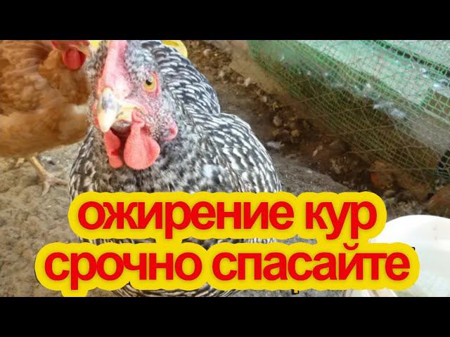 Ожирение у кур, что делать?Смертельно ли это?