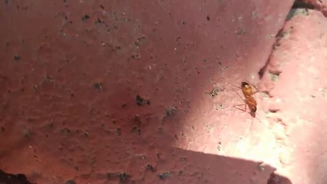 Camponotus baldaccii видео с рабочим