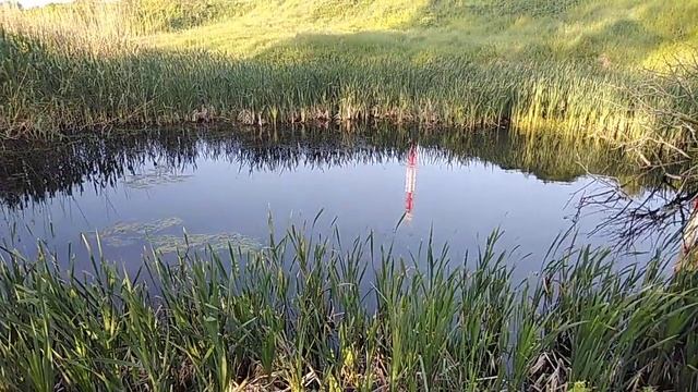 Обзор пруда.Какую рыбу запустить в пруд???