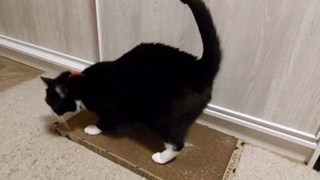 Полезное приобрете­ние для питомцев👍😻