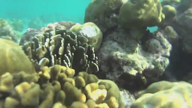 Fihalhohi house reef snorkeling Фихалхохи риф март, 2023