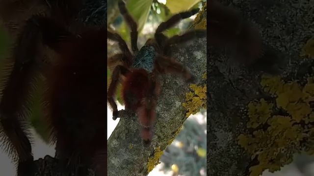 Паук птицеед caribena versicolor
