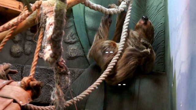 Двупалый ленивец и стремительный броненосец живут на одной территории.