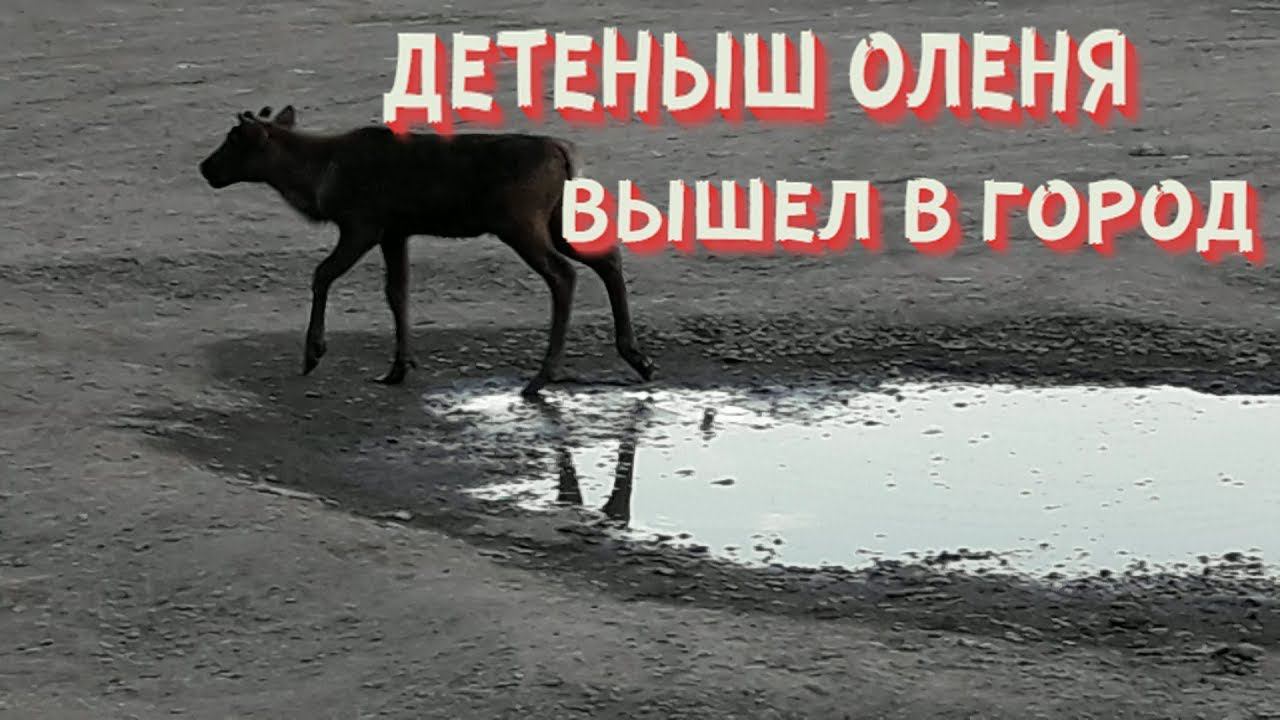 ✅ДЕТЁНЫШ ОЛЕНЯ ВЫШЕЛ В ГОРОД
