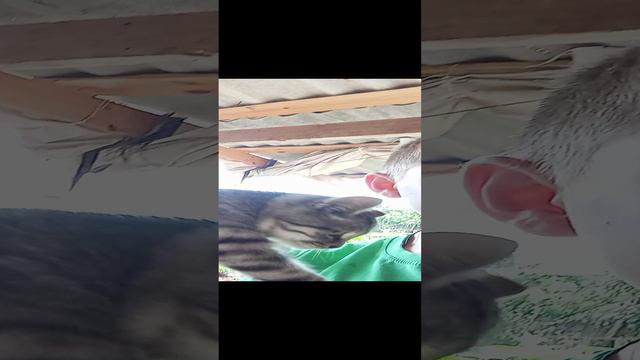 котёнок