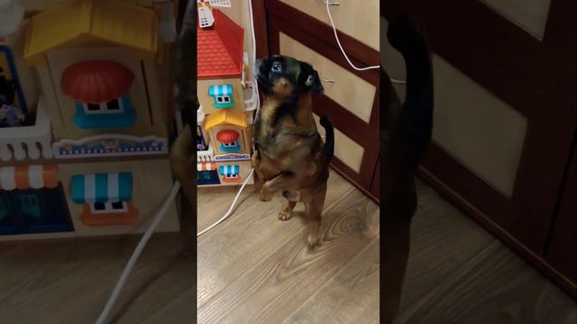 Танец собаки пти-брабансона #ихвильнихт #собаки #питомцы