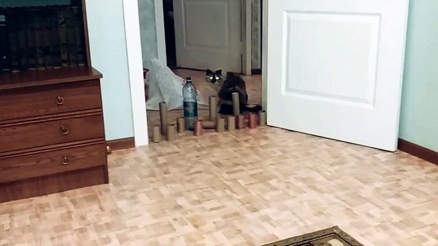 Моя кошка это спасение от стресса!!!