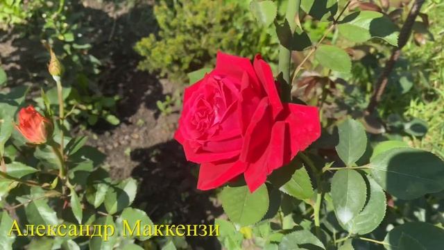 #37 Розы и жара +30 в Тульской области(Масора,Тсумуги,Мияби,Терра Лембургия,Джаз,Абрахам Дерби и др