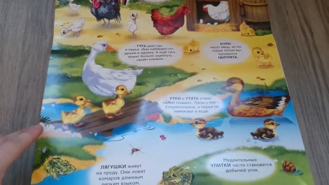 Звуки живой природы. Голоса на ферме.