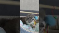 Хайленд Страйт котёнок. Возраст 1,5 месяца .mp4