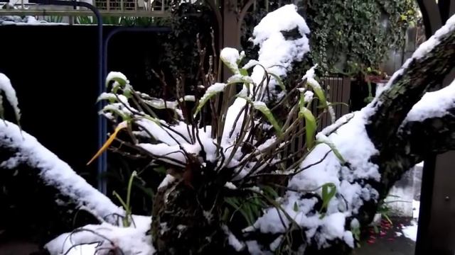 Snowy morning in my Japanese garden