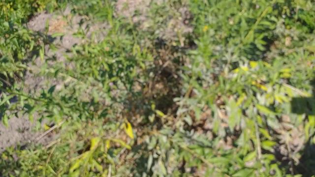 Годжі жовтоплідний амбер світ Жолтый годжи амбер свит