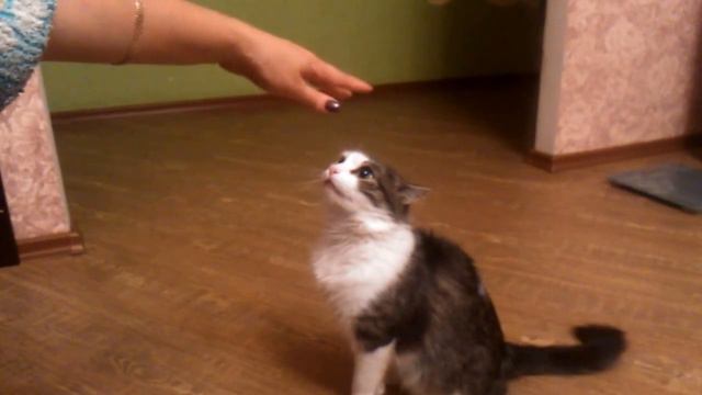 Кто в доме хозяин? 11 сентября 2016 г.  Who is the head in this house? September 11, 2016