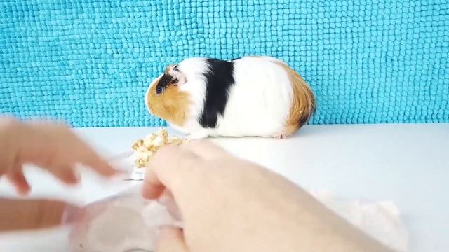 Самые крутые челленджи от Свинка Бузя