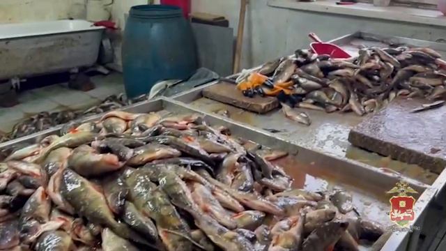 Полиция Абакана выявила нарушения в работе цеха по переработке рыбы