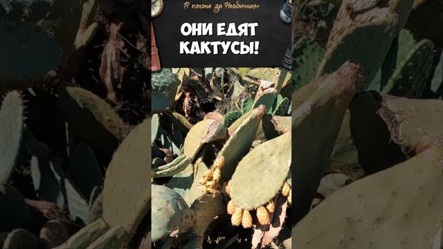 Они едят кактусы