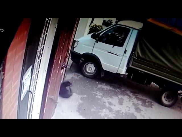 Отстрел собак в Агрономе