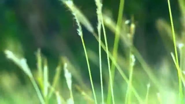 Sony CyberShot DSC HX10V   Video HD   Test