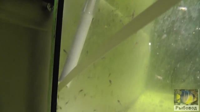 Пересадка 6 дневной личинки клариевого сома ! Transplantation of 6 day larva of catfish