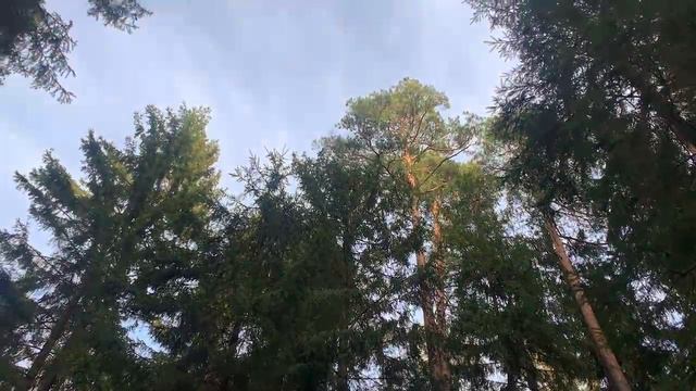 Прогулка на Пасху в лесу