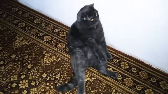 кот феликс