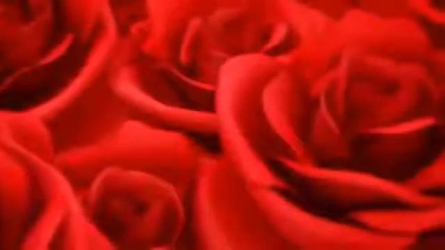 футаж красные розы