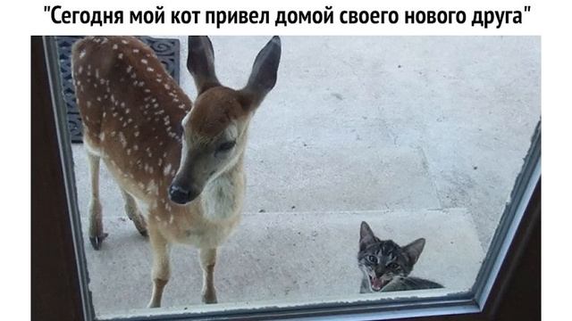 БЕЗЖАЛОСТНЫЙ КУСЬ! ))) Приколы с котами | Мемозг 1192