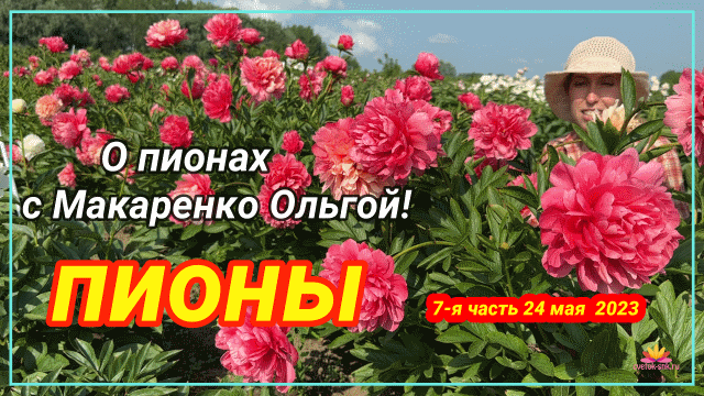 Цветение пионов 24 мая 2023 года / Сад Ворошиловой
