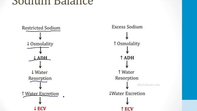 Renal - 3. Electrolytes - 2.Sodium and Water Balance atf