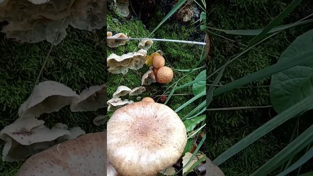 ОПЯТА у самого дома. Опята необычного вида, бывают и такие расцветки))Осенний опенок, как он есть