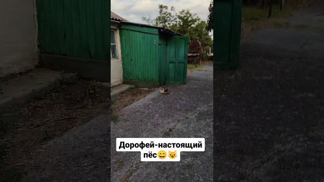 Дорофей - настоящий пёс 😄😺