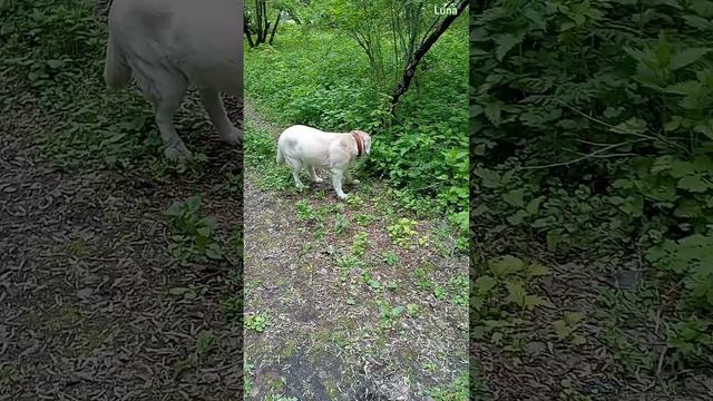 Проверено. Грибов нет