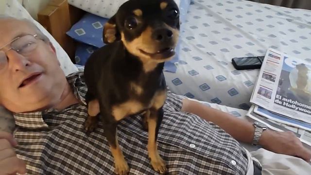 Tito, un mini pinscher medio loquito...