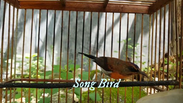 Kolibri Sepah Raja Gacor Paling Dicari Untuk Jadi Pancingan Kolibri Macet Jadi Gacor Kembali