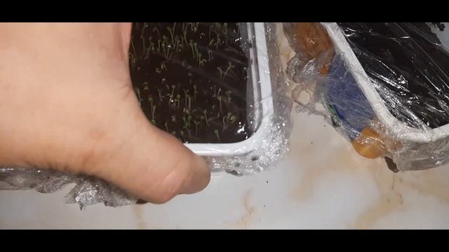 всходы мяты и клубники