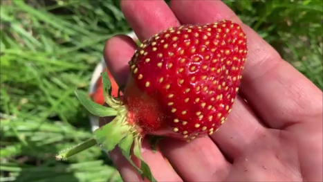 Первые ягоды садовой земляники!