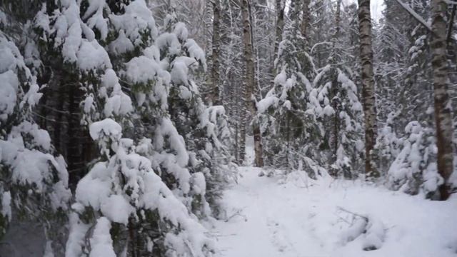02.11.2015. Киров, дендропарк, снег (3)